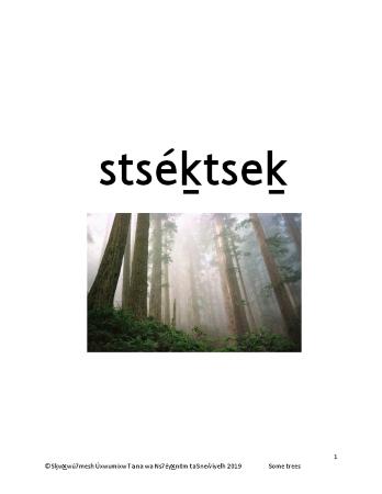 stséḵtseḵ - Squamish Trees Flashcards