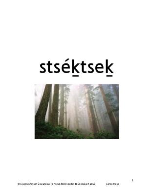 stséḵtseḵ - Squamish Trees Flashcards