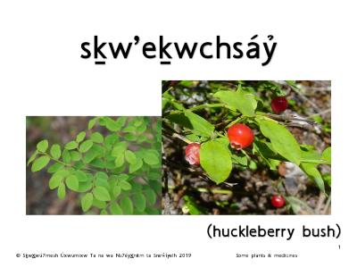 Squamish Plants and Medicines Flashcards