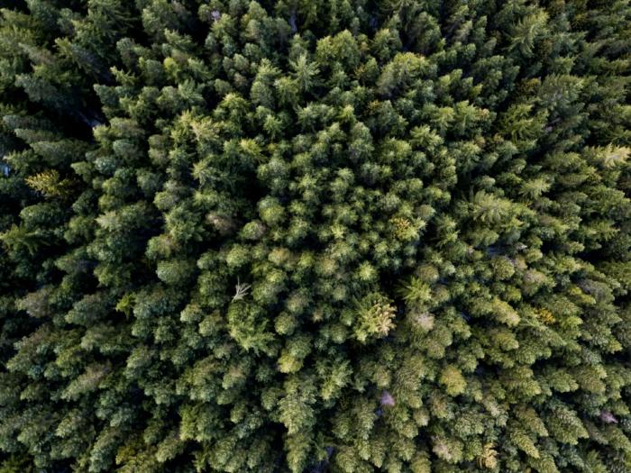 squamish-trees.jpg